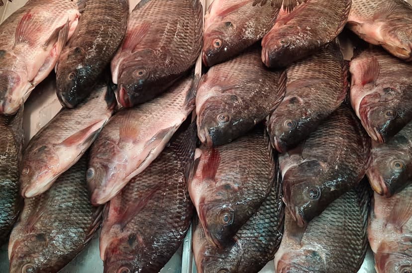 Tilapia